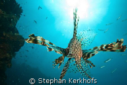 Lionfish (pterois miles) taking off.................. by Stephan Kerkhofs 